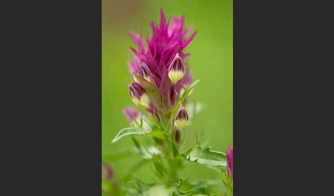 Acker-Wachtelweizen (Melampyrum arvense)