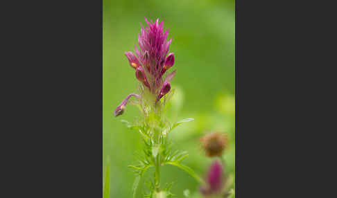 Acker-Wachtelweizen (Melampyrum arvense)