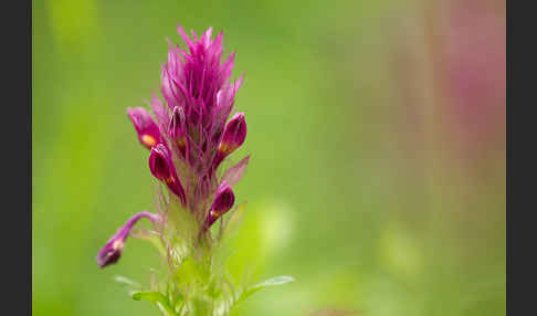 Acker-Wachtelweizen (Melampyrum arvense)