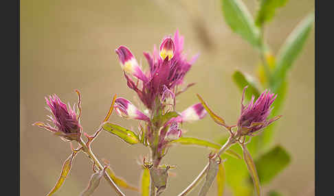 Acker-Wachtelweizen (Melampyrum arvense)