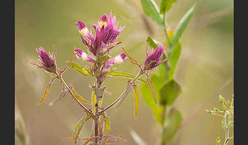 Acker-Wachtelweizen (Melampyrum arvense)