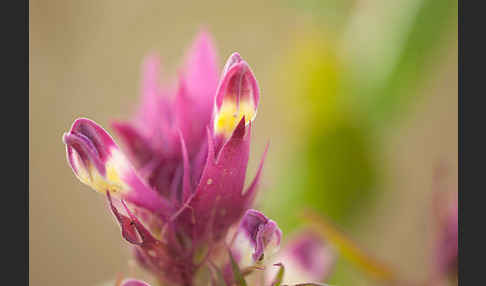 Acker-Wachtelweizen (Melampyrum arvense)