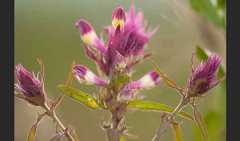 Acker-Wachtelweizen (Melampyrum arvense)