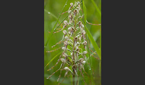 Bocks-Riemenzunge (Himantoglossum hircinum)