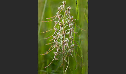 Bocks-Riemenzunge (Himantoglossum hircinum)