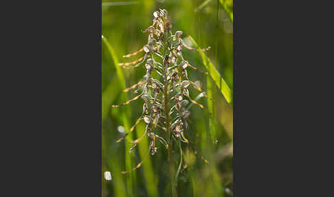 Bocks-Riemenzunge (Himantoglossum hircinum)