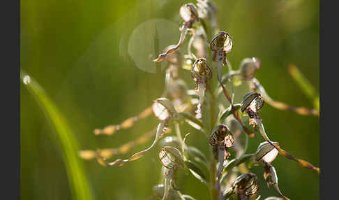 Bocks-Riemenzunge (Himantoglossum hircinum)