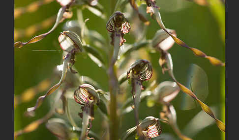 Bocks-Riemenzunge (Himantoglossum hircinum)