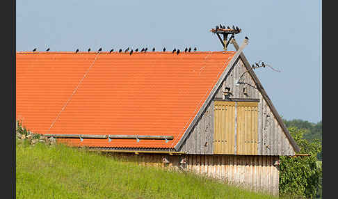 Dohle (Corvus monedula)