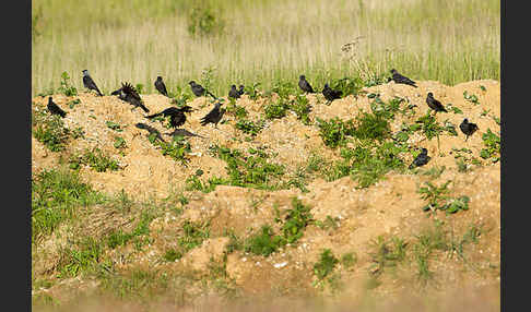 Dohle (Corvus monedula)