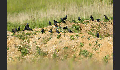 Dohle (Corvus monedula)