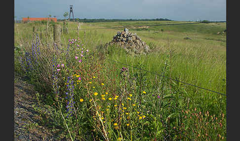 Thüringen (Thuringia)