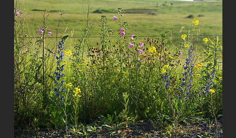 Moschus-Malve (Malva moschata)