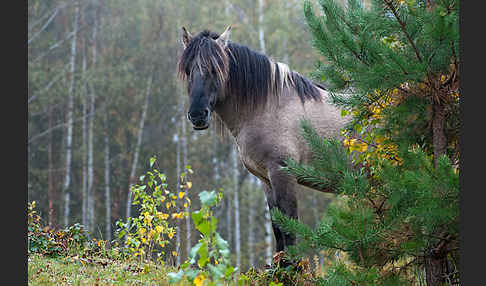 Konik (Equus caballus sspec.)