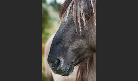 Konik (Equus caballus sspec.)