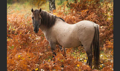 Konik (Equus caballus sspec.)