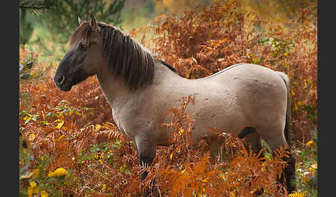 Konik (Equus caballus sspec.)