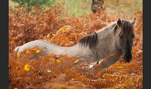 Konik (Equus caballus sspec.)