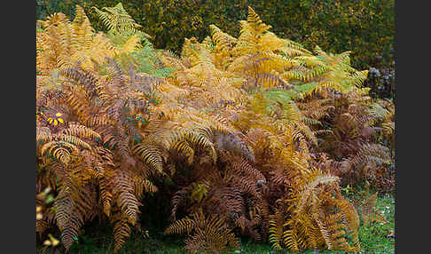 Adlerfarn (Pteridium aquilinum)