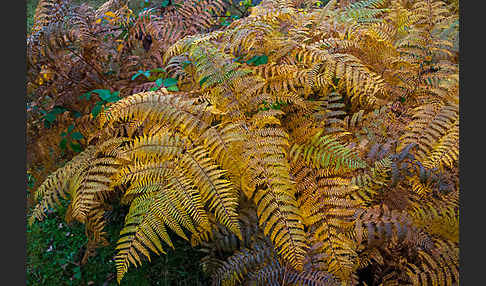 Adlerfarn (Pteridium aquilinum)