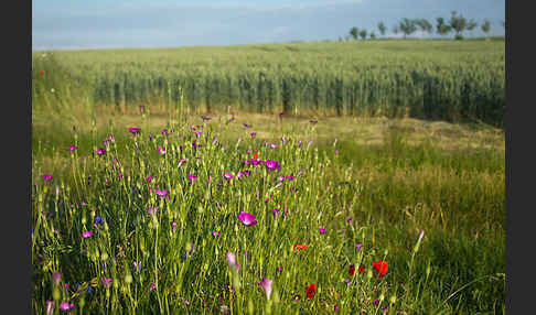 Kornblume (Centaurea cyanus)