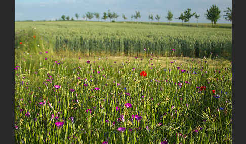 Kornblume (Centaurea cyanus)