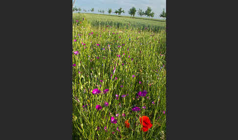 Kornblume (Centaurea cyanus)