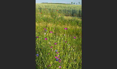 Kornblume (Centaurea cyanus)