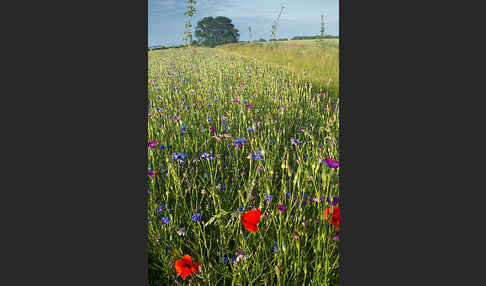 Kornblume (Centaurea cyanus)