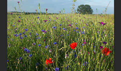 Kornblume (Centaurea cyanus)