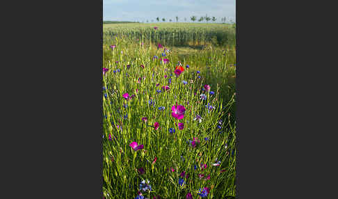 Kornblume (Centaurea cyanus)