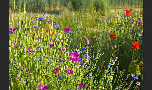 Kornblume (Centaurea cyanus)