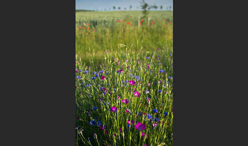 Kornblume (Centaurea cyanus)