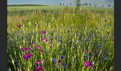 Kornblume (Centaurea cyanus)