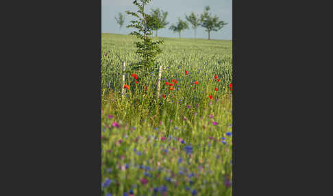 Kornblume (Centaurea cyanus)