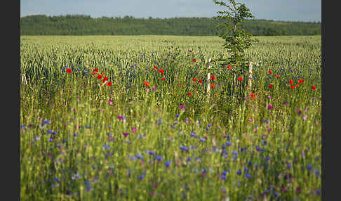 Kornblume (Centaurea cyanus)