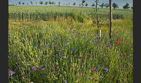 Kornblume (Centaurea cyanus)