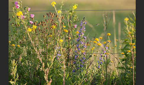 Moschus-Malve (Malva moschata)