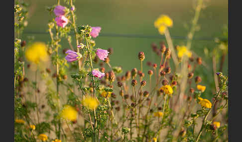 Moschus-Malve (Malva moschata)