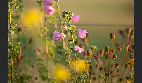 Moschus-Malve (Malva moschata)