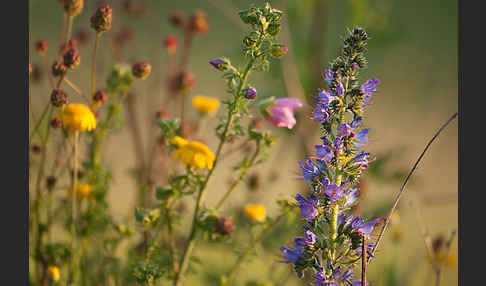 Moschus-Malve (Malva moschata)