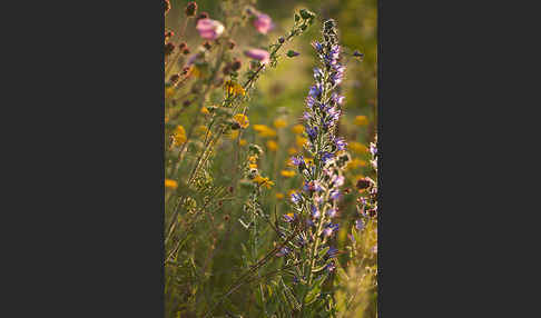 Moschus-Malve (Malva moschata)