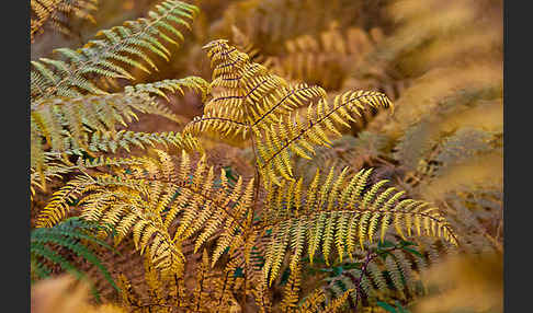 Adlerfarn (Pteridium aquilinum)