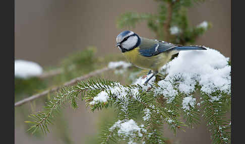 Blaumeise (Parus caeruleus)