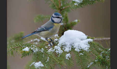 Blaumeise (Parus caeruleus)