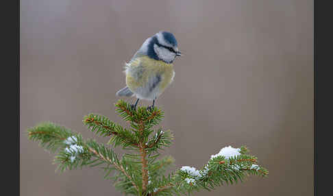 Blaumeise (Parus caeruleus)