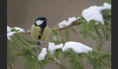 Kohlmeise (Parus major)