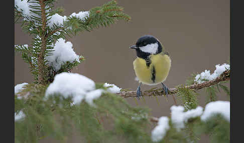 Kohlmeise (Parus major)