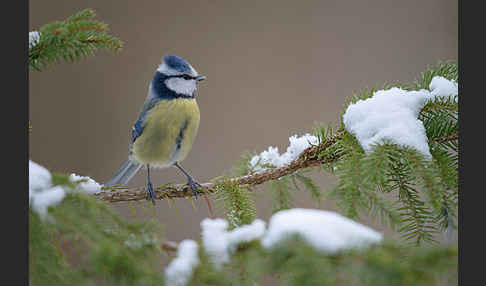 Blaumeise (Parus caeruleus)