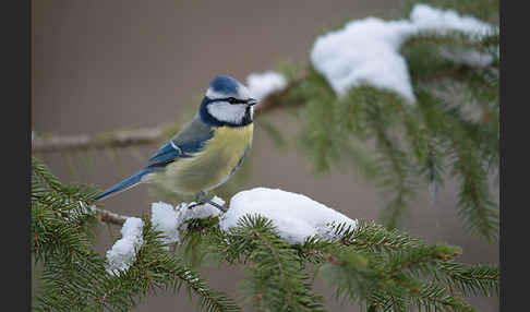 Blaumeise (Parus caeruleus)